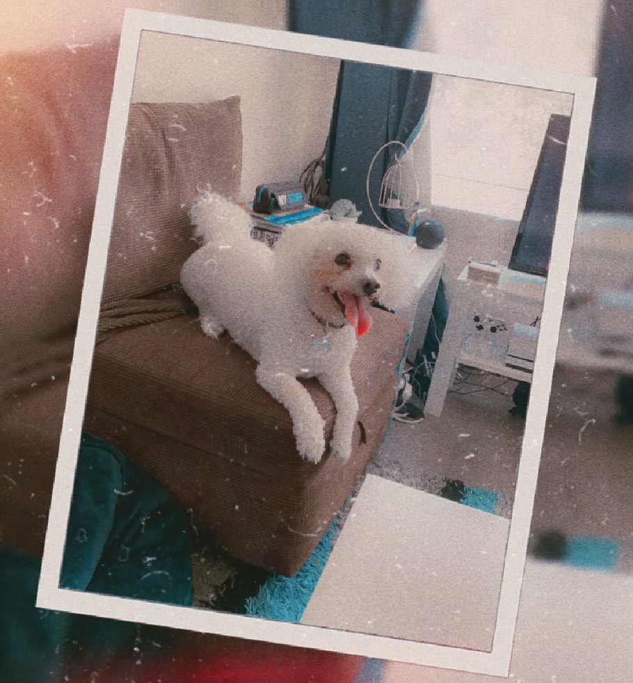 Photo of Clum's late dog, Billy, a white Bichon Frise, laying down on a brown pouffe and smiling with his pink tongue hanging out, tail mid-wag.