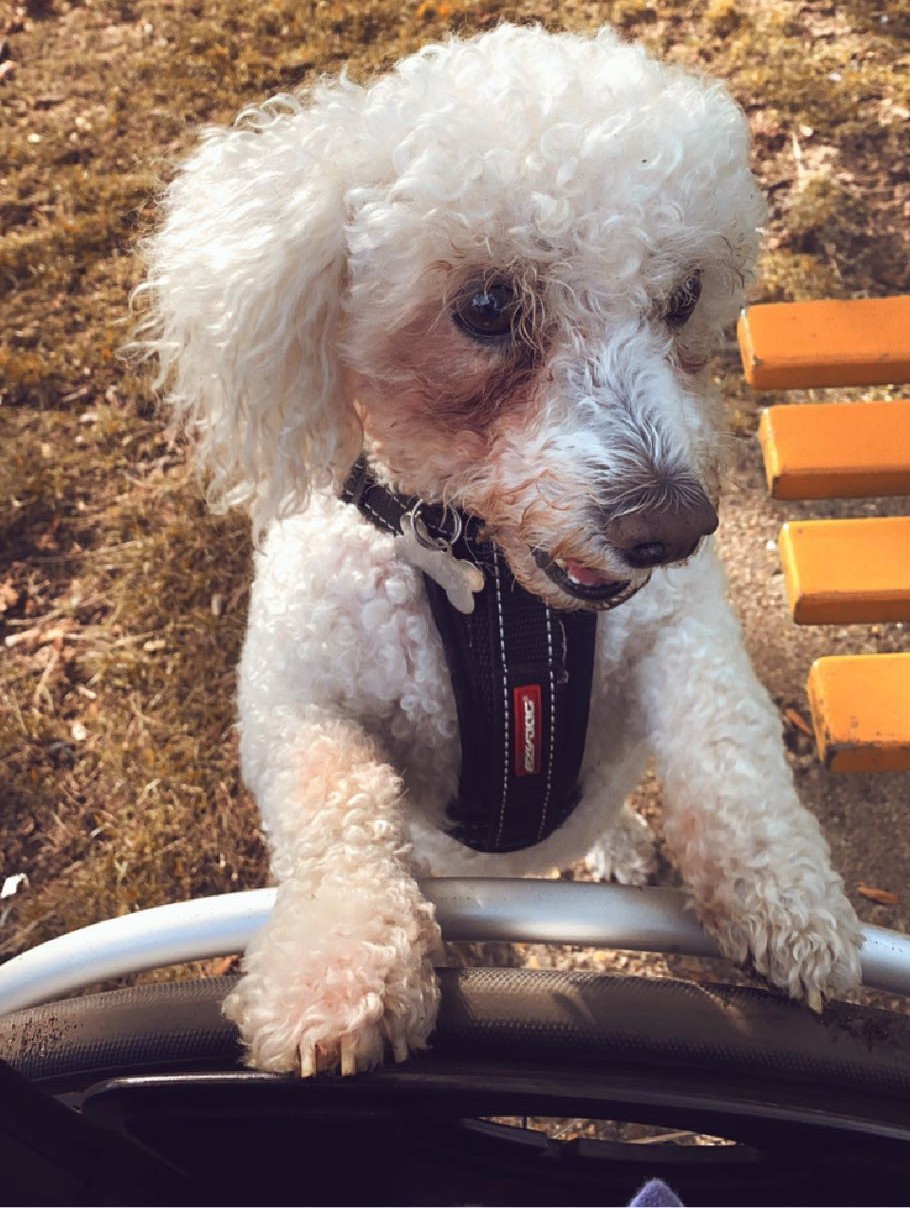Photo of Clum's late dog, Billy, a white Bichon Frise, leaning against Clum's wheelchair wheel and looking off to the side for treats.