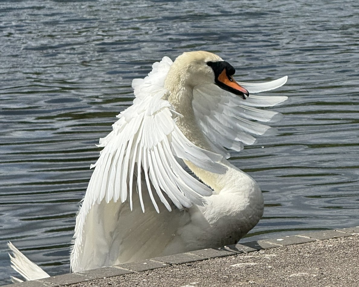 A picture taken of Bonnie the Swan at the loacal park. Seen here defending her territory against a dog that dared to be in her line of sight.
